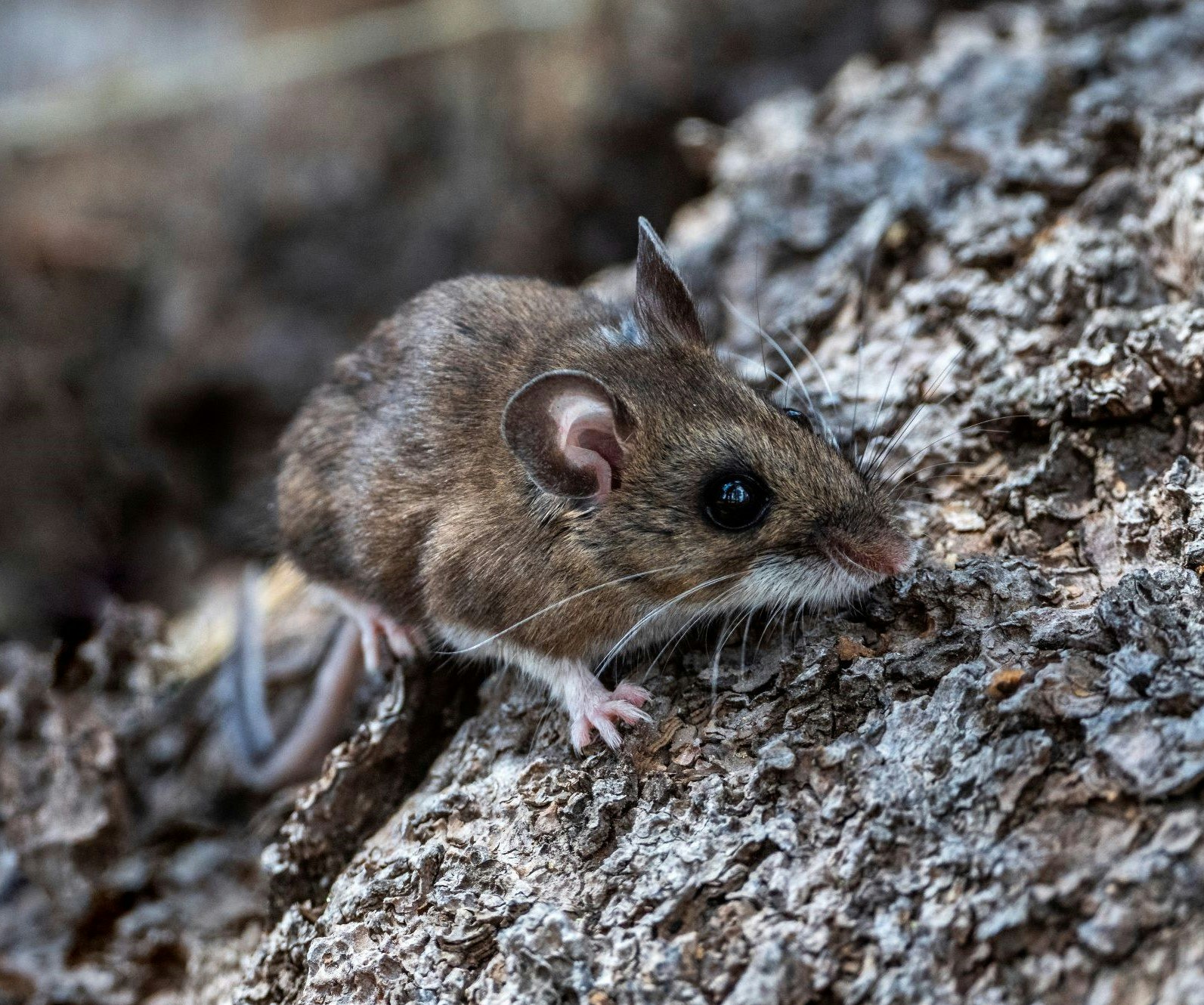 A small brown mouse with prominent ears and whiskers, exploring a textured tree bark surface.