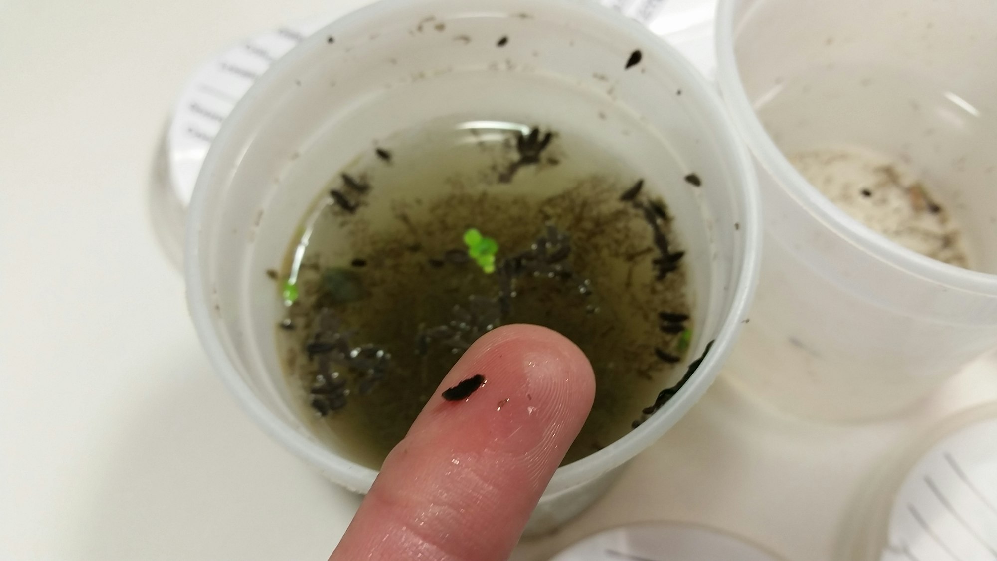 may contain: cup with Algae and a finger