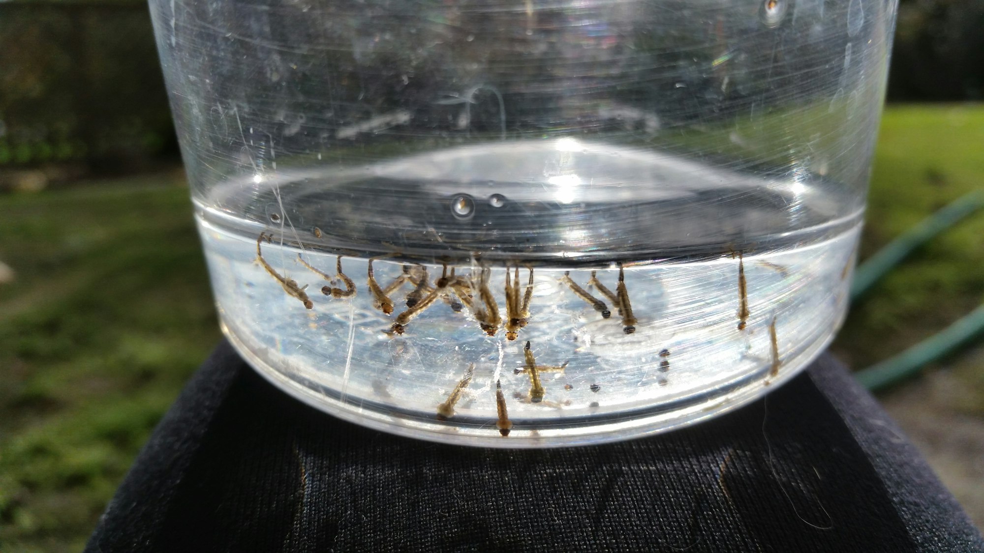 may contain: cup with water and bugs in the water