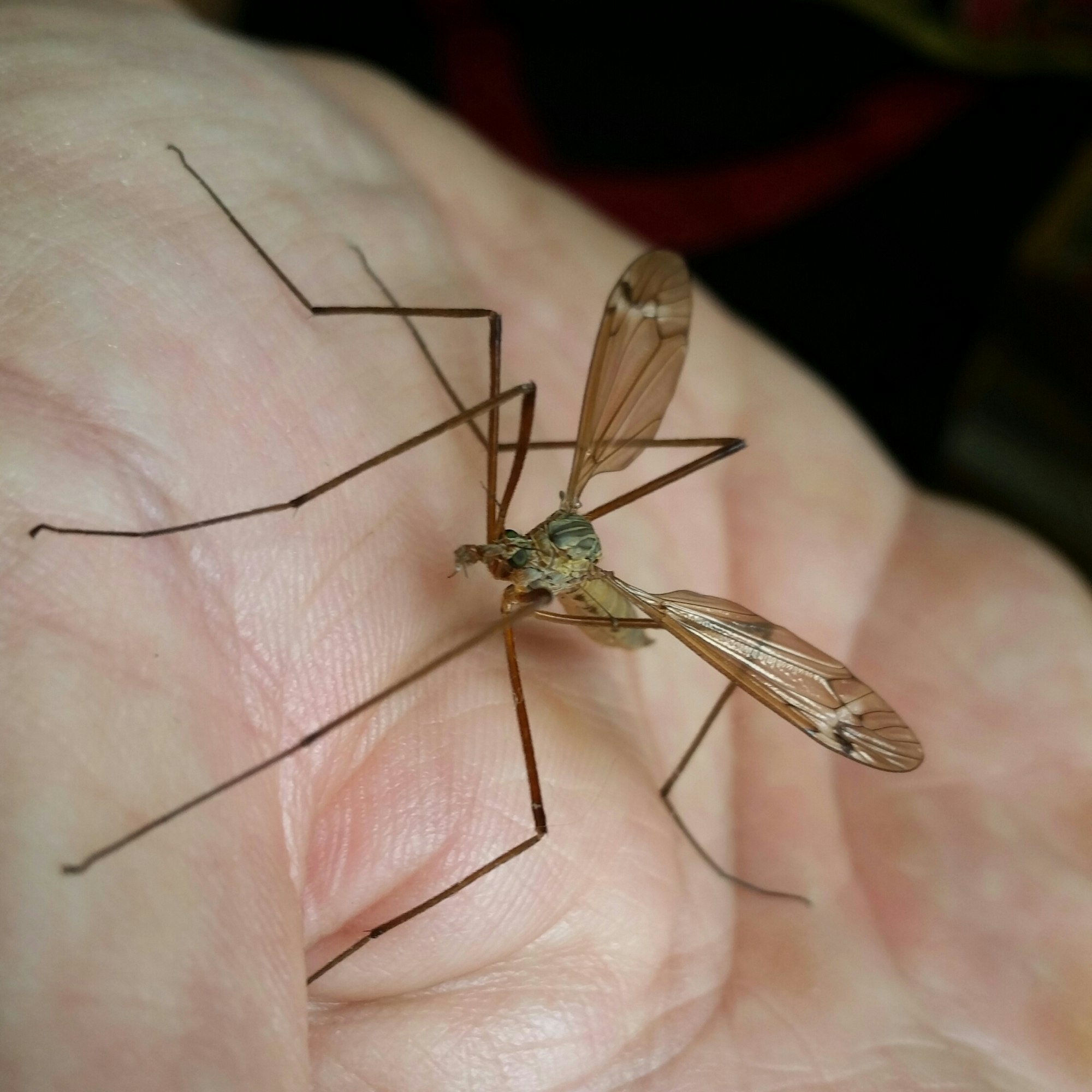 cranefly