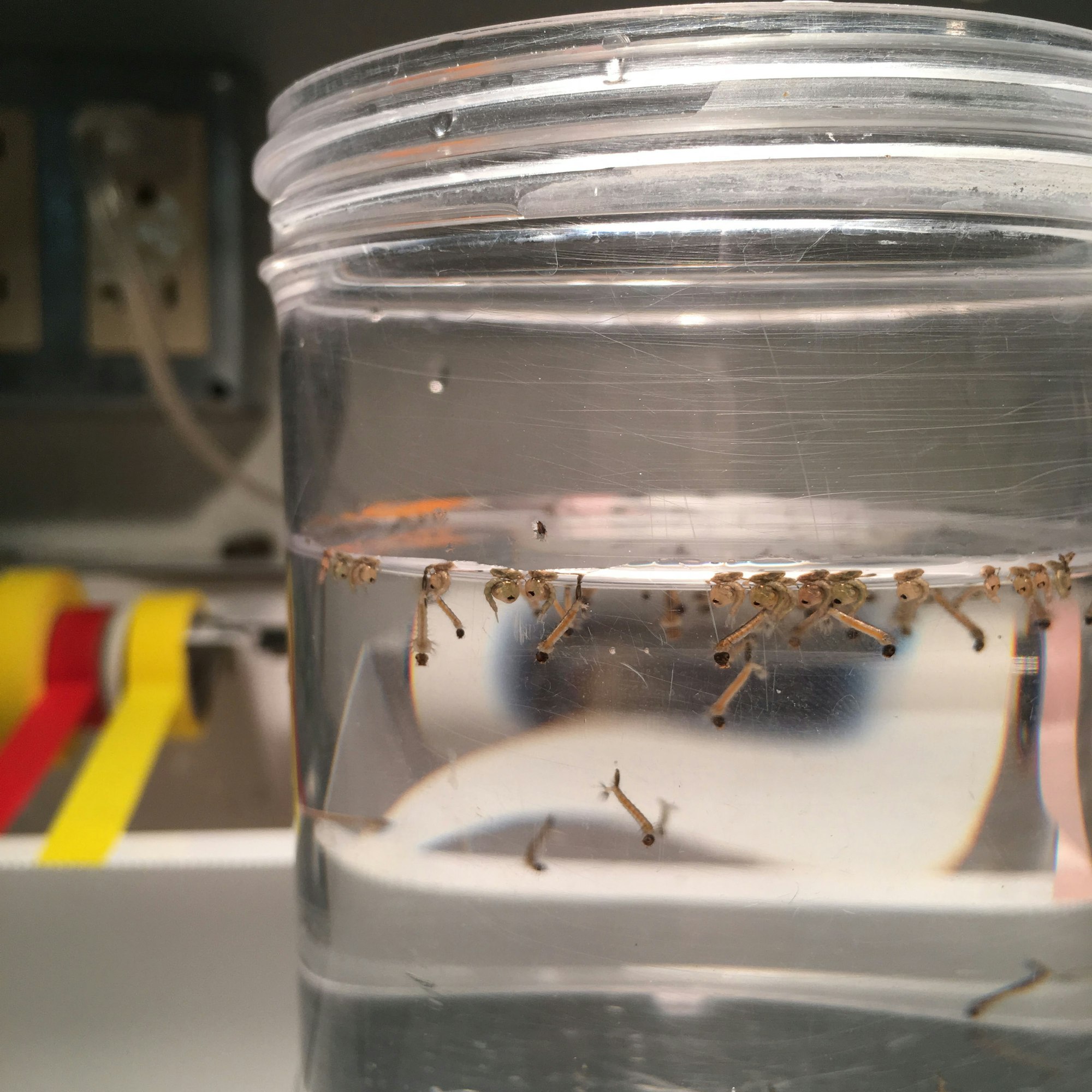 larvae in jar