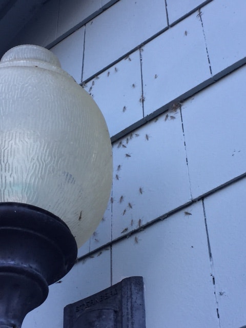 Insects clustered on a ceiling above an outdoor light fixture.