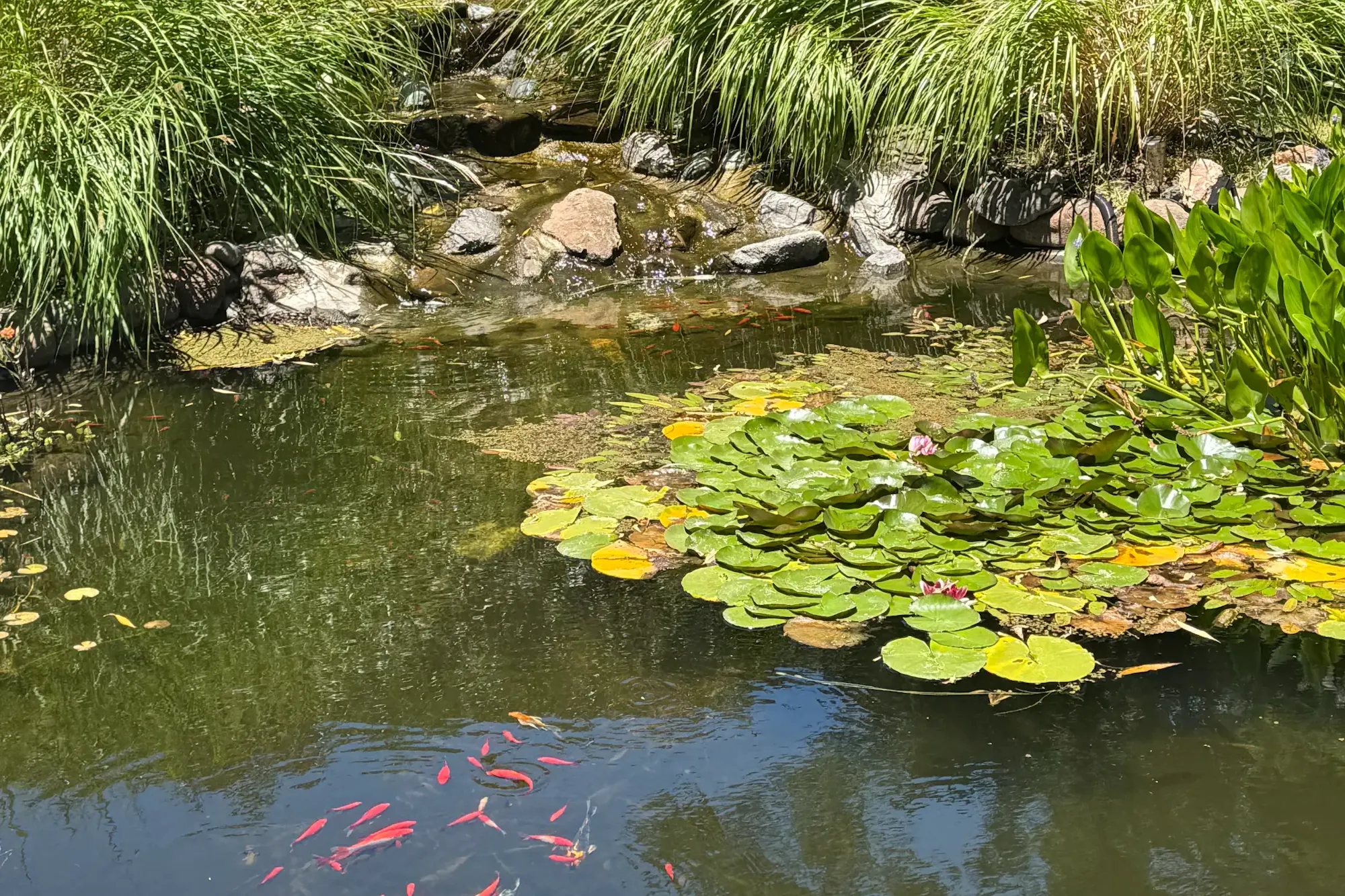A tranquil garden pond with lily pads, lush greenery, and colorful fish swimming in calm water.