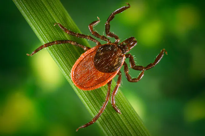 The image features a close-up of a tick resting on a green blade of grass, showcasing its detailed body structure.