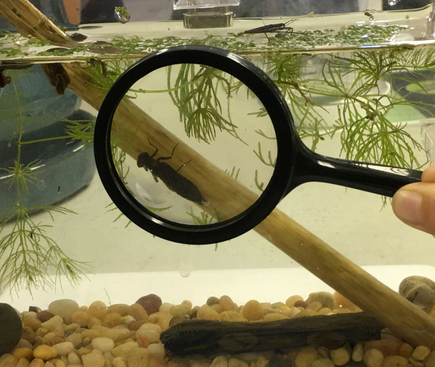 Student examining dragonfly nymph with magnifier
