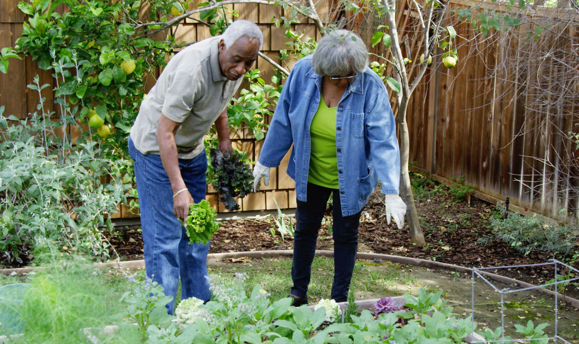 Two people are gardening together, harvesting vegetables like lettuce in a lush backyard filled with plants and greenery.
