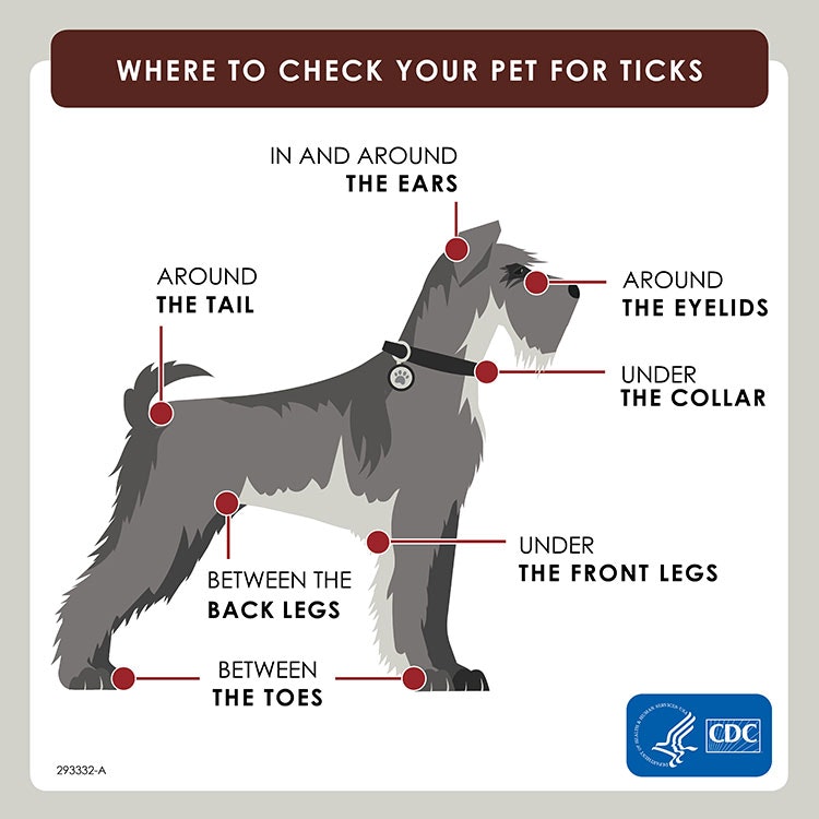 May contain: pet, animal, canine, mammal, dog, terrier, and airedale