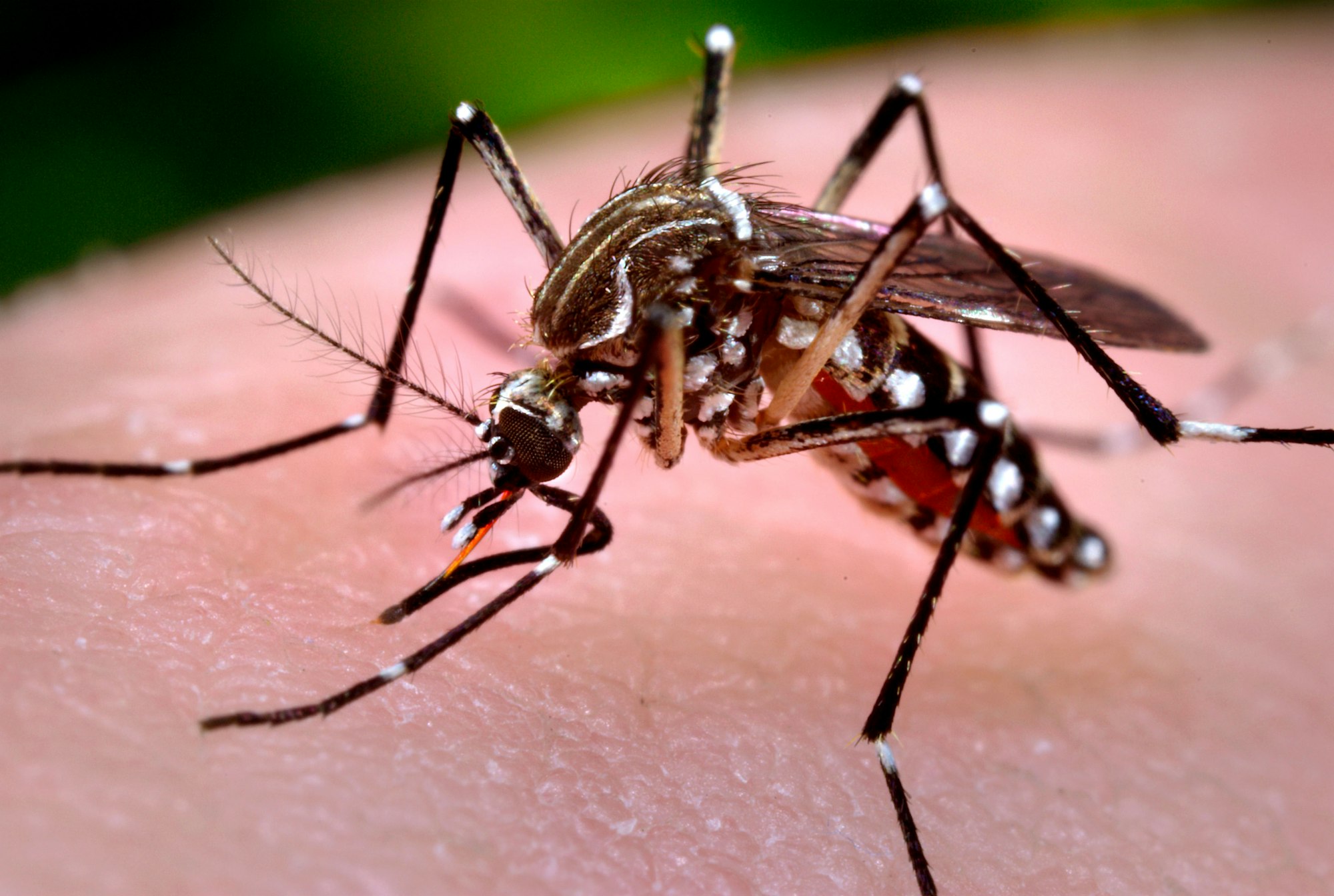 Invasive Aedes Mosquitoes Marin Sonoma Mosquito and Invasive Aedes Mosquitoes Marin Sonoma Mosquito and