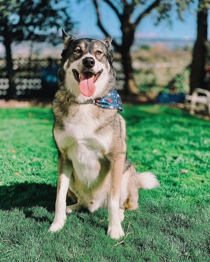 A happy dog sitting on green grass, wearing a blue bandana, with trees and a bright sky in the background.