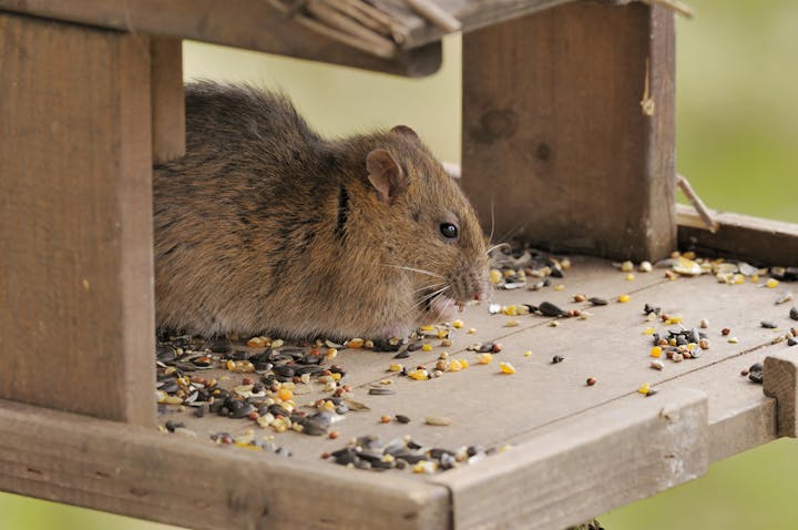 A small rodent is sitting on a wooden platform, surrounded by scattered seeds and grains.