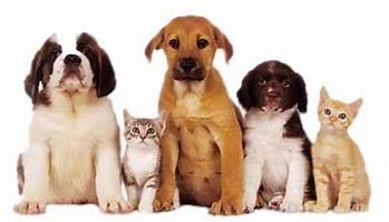 Two dogs, two cats, and one puppy sitting together against a white background.