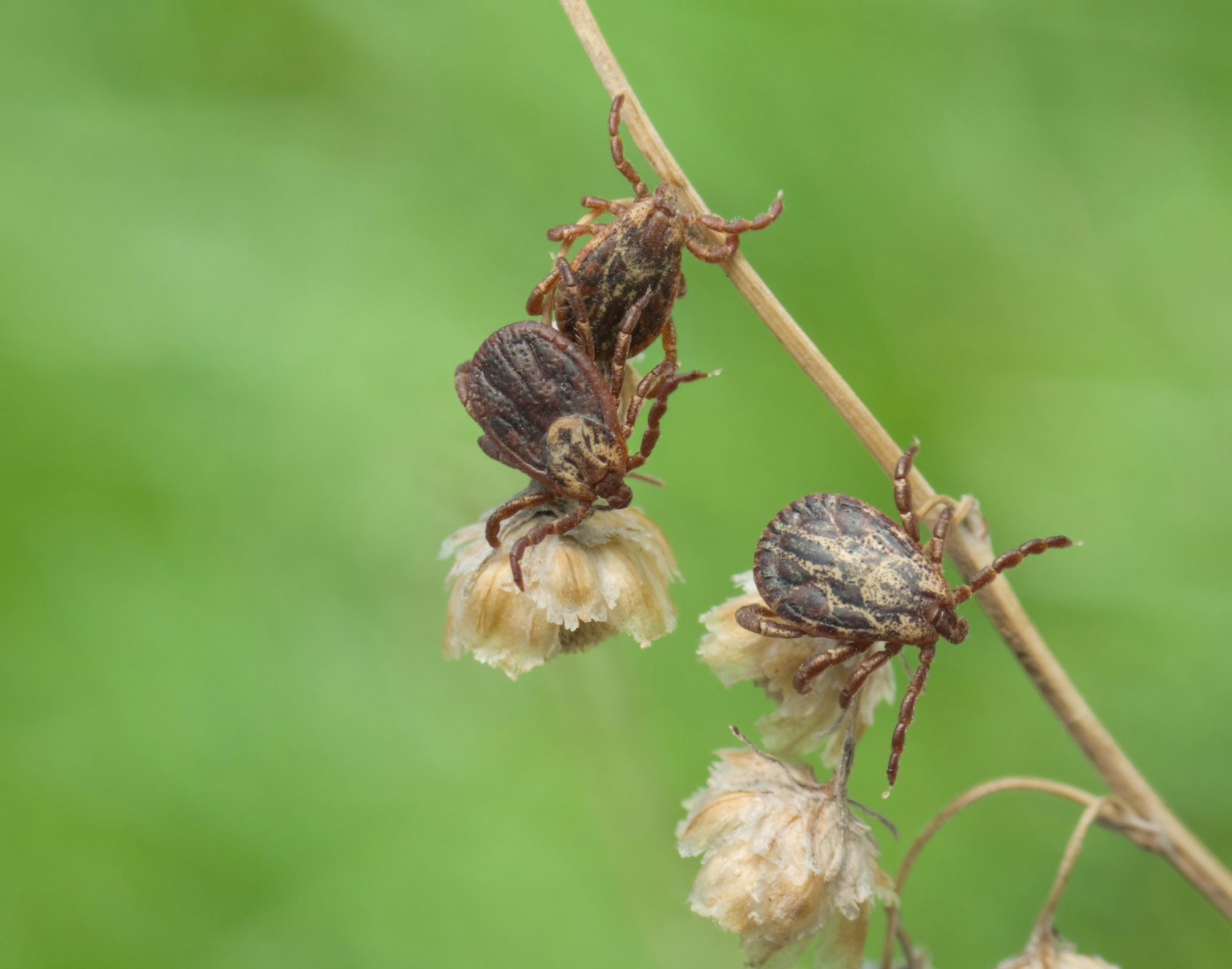 GettyImages-Dermacentor ticks on a branch