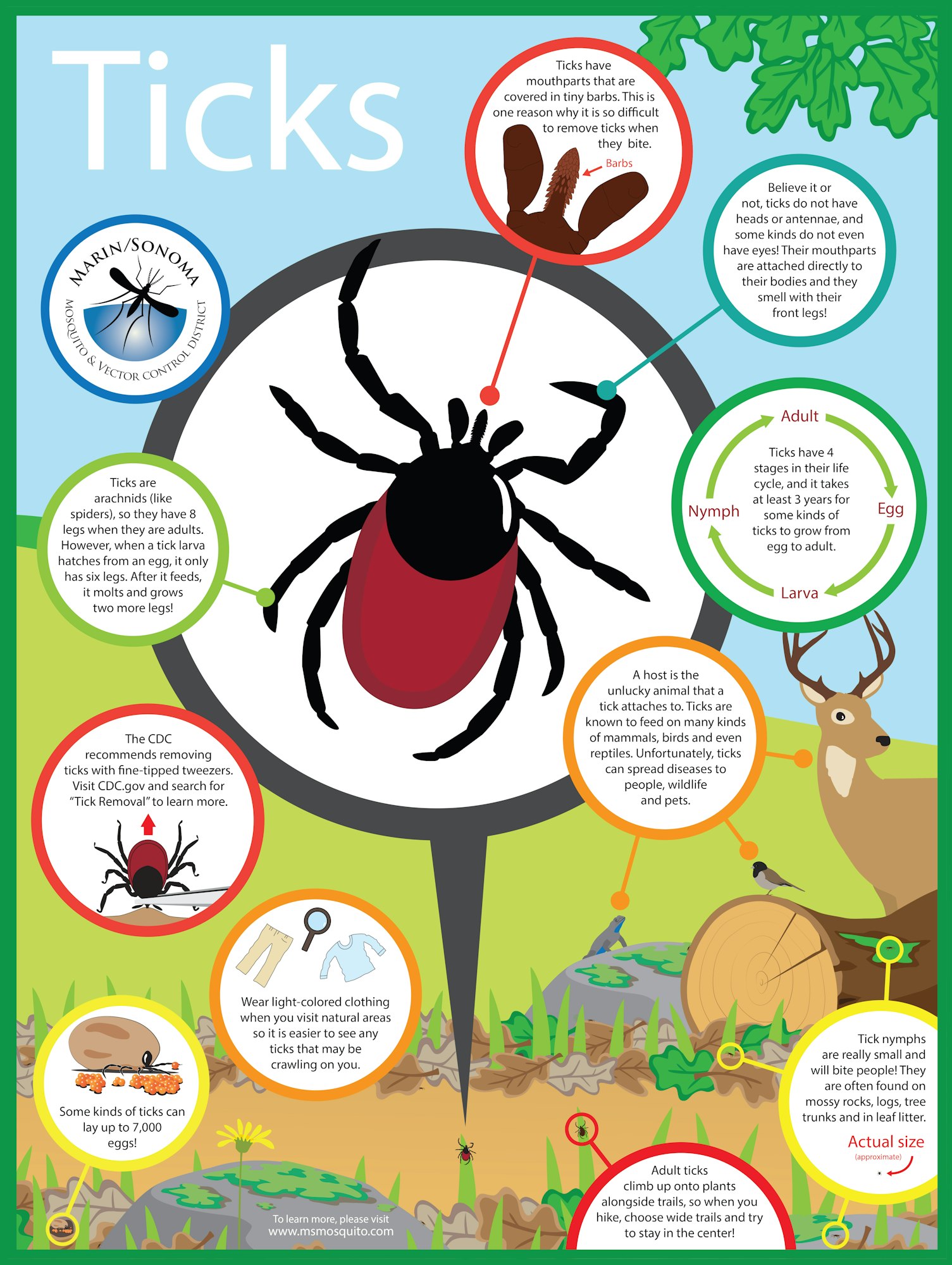 Tick Poster (available for classrooms)