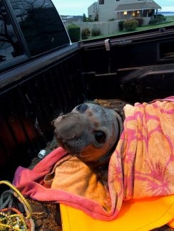 Elwood the elephant seal rescued