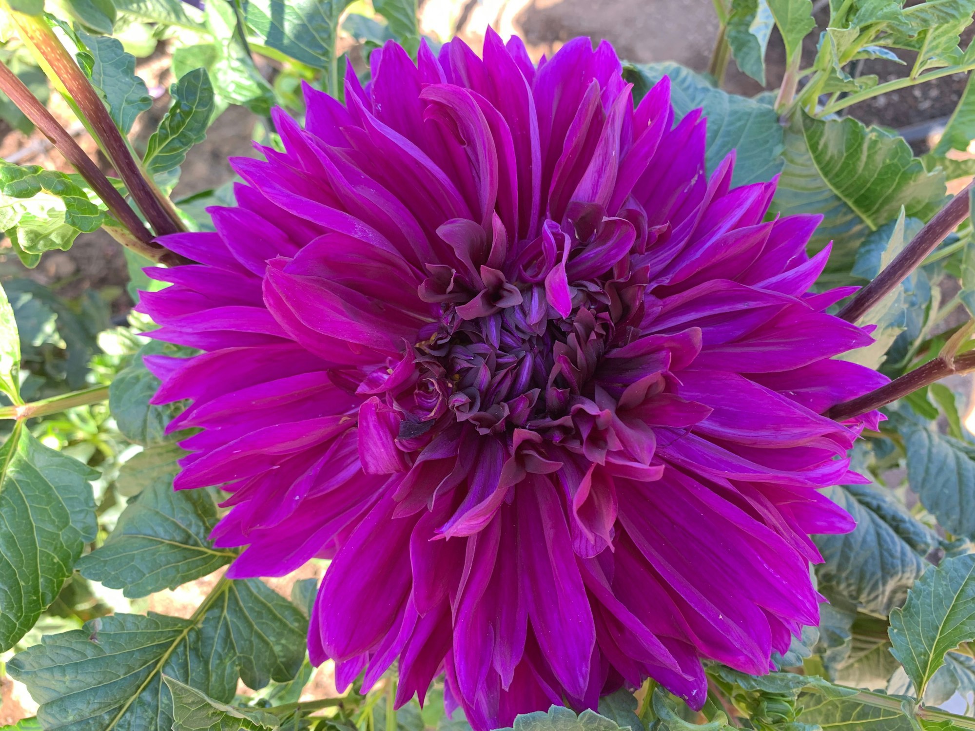 Watch our Dahlia garden grow! - Project AWE
