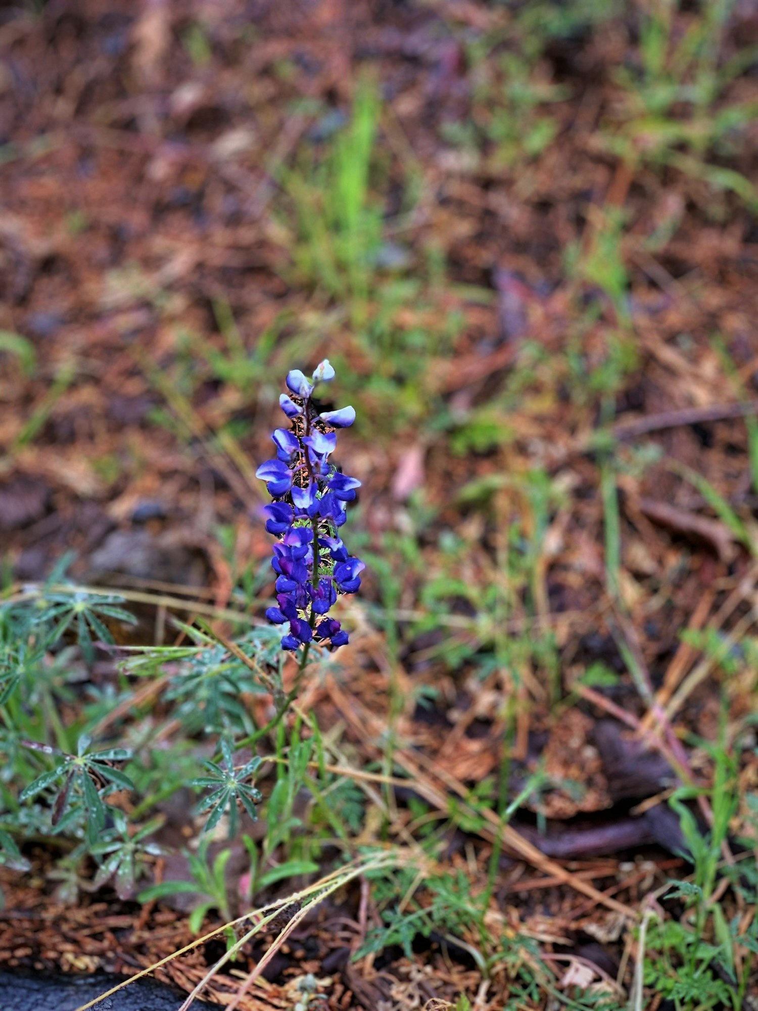 May contain: flower, lupin, plant, and blossom