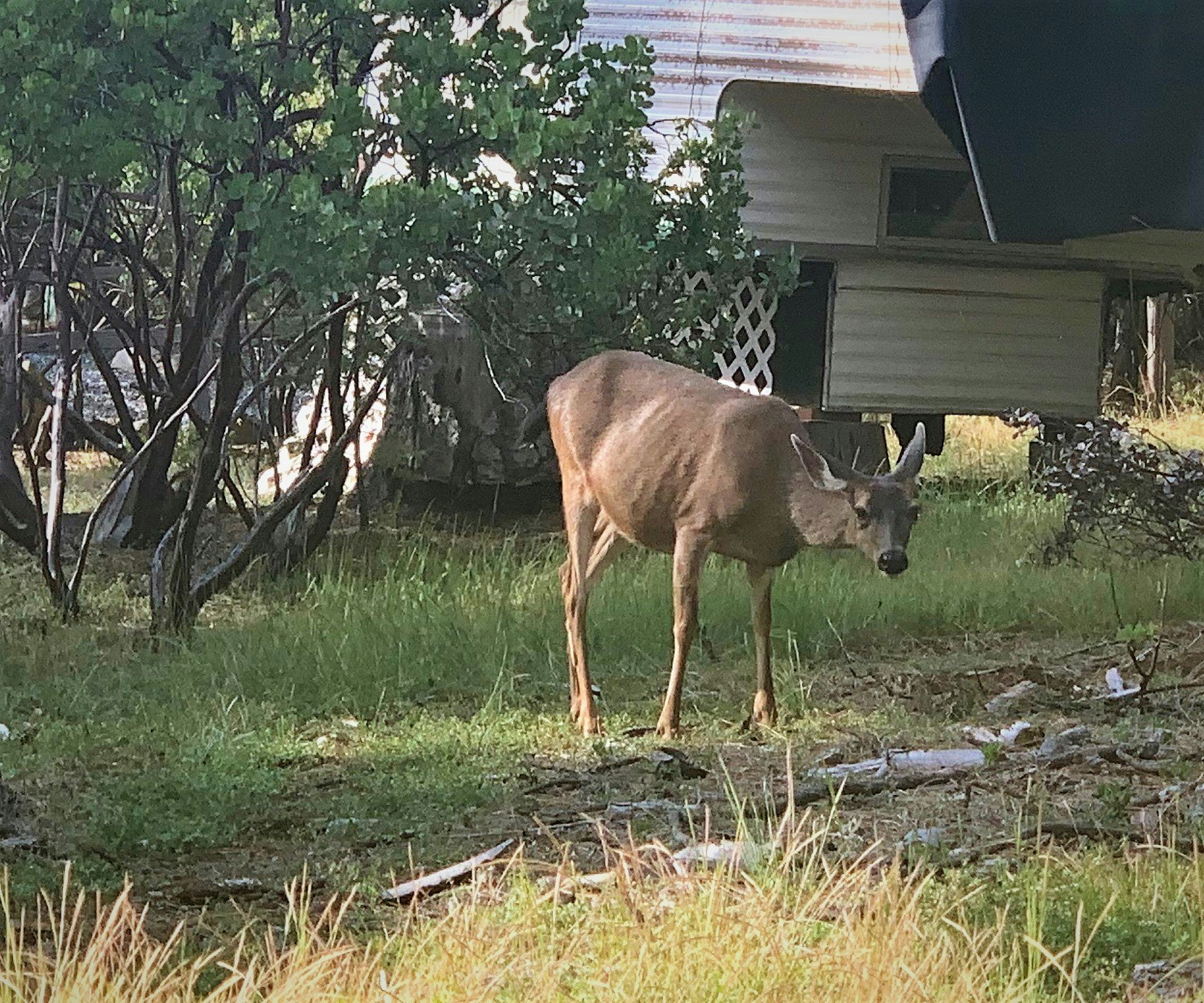 May contain: mammal, wildlife, animal, antelope, and deer