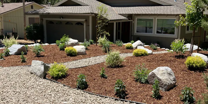 Turf Buy Back of front yard conversion with plants, mulch and house in background.