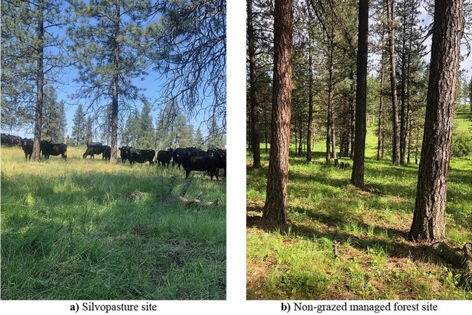 The image shows two sites: a silvopasture area with cattle and a non-grazed managed forest.