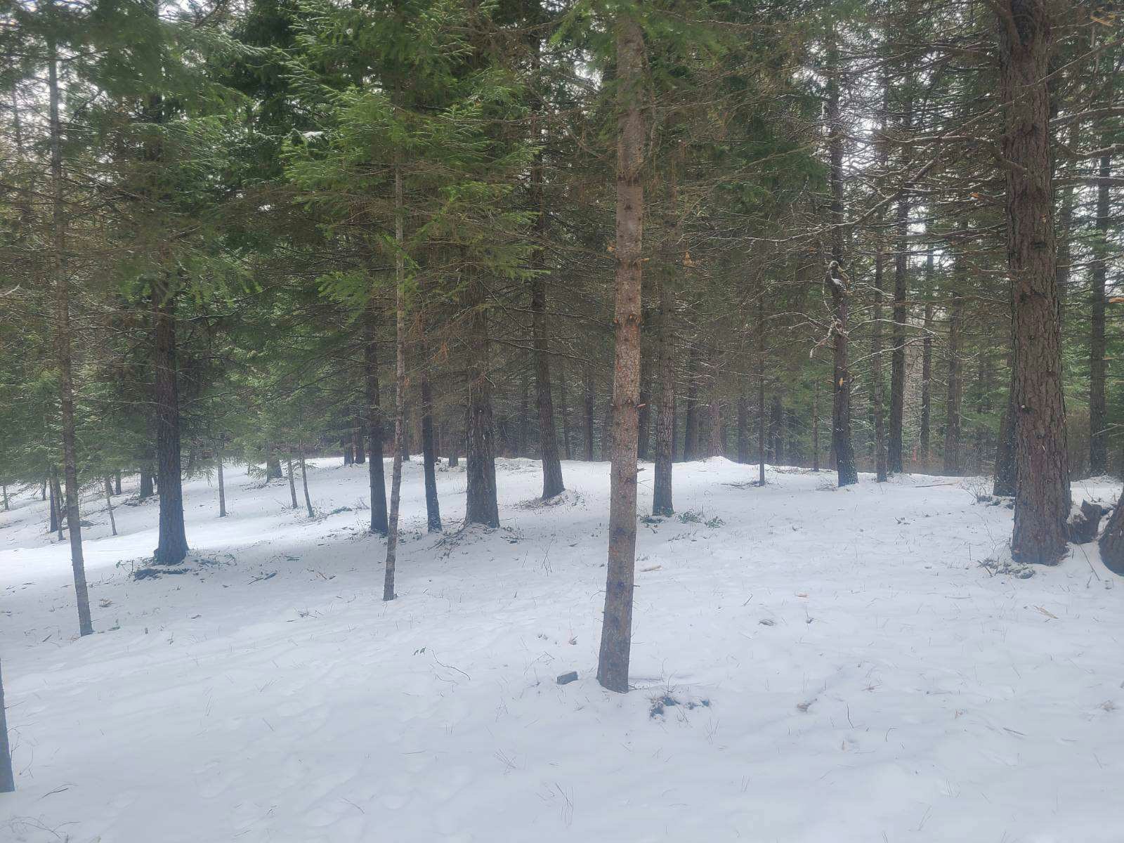 A snowy forest with scattered trees and a layer of snow on the ground.