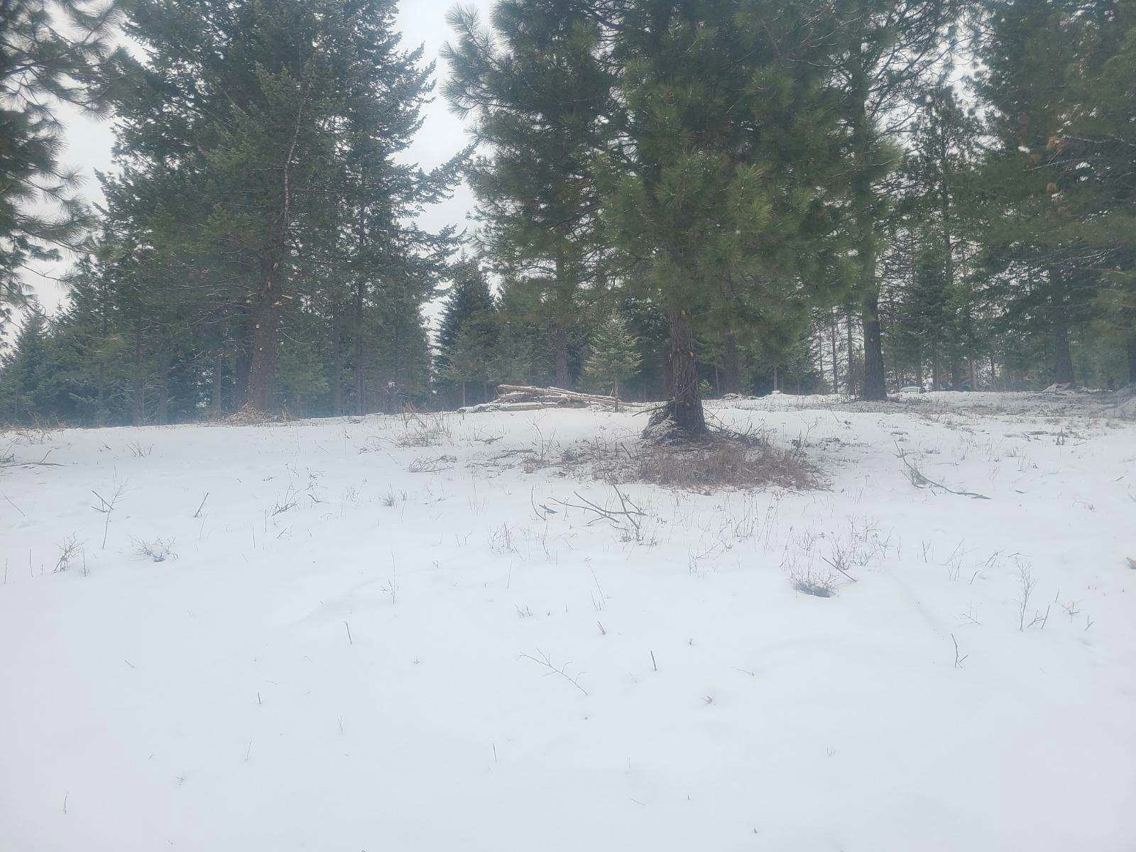 A snowy landscape with trees scattered across the scene.