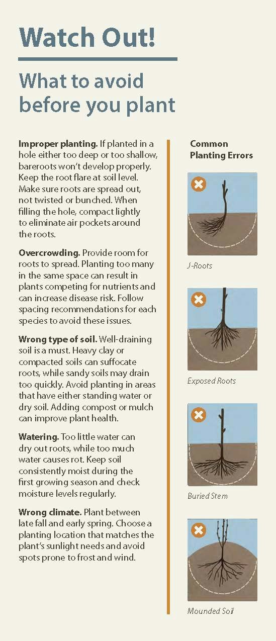 Incorrect Tree Planting Bareroot Planting Guide - Pend Oreille Conservation District