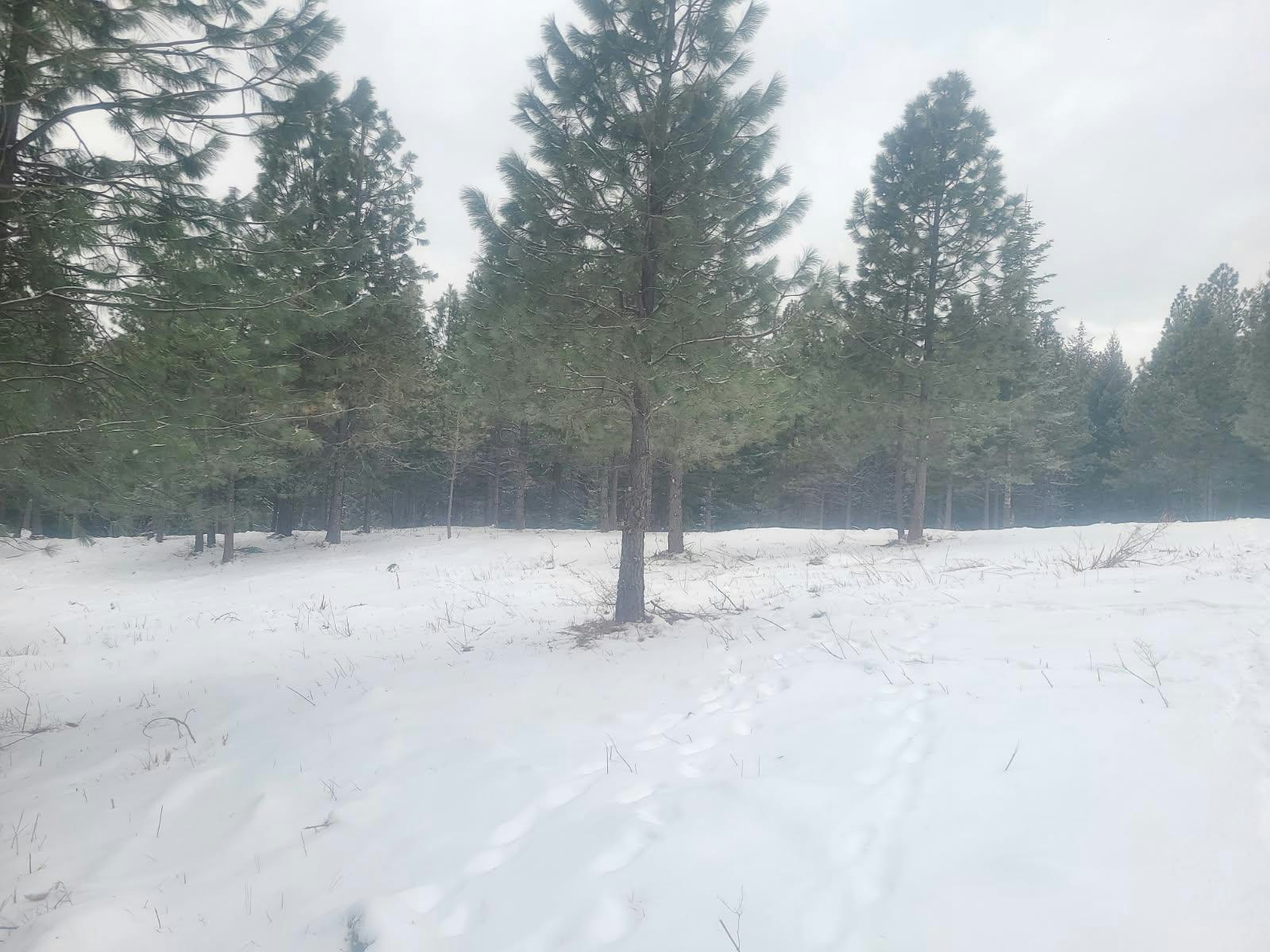 Snow-covered forest with evergreen trees and a cloudy sky.