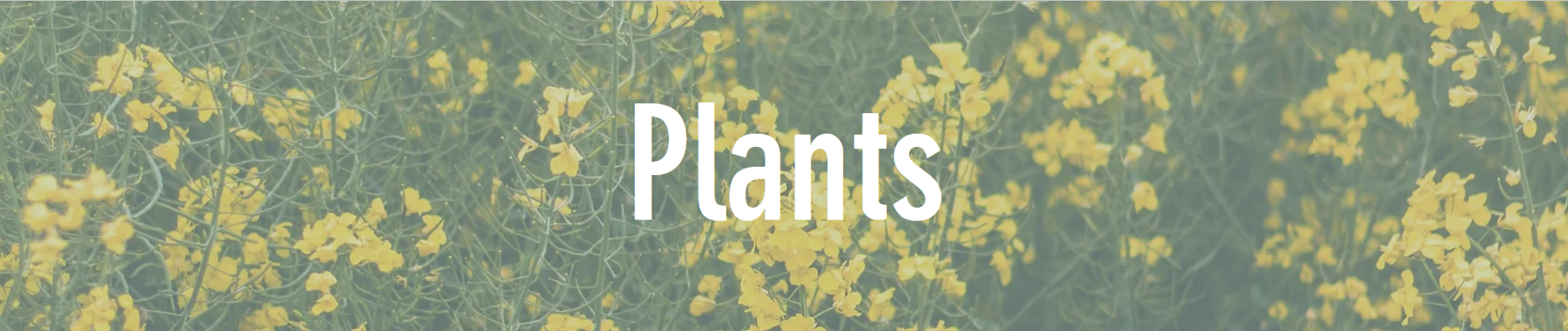 A banner with yellow flowers and the word "Plants".overlayed.