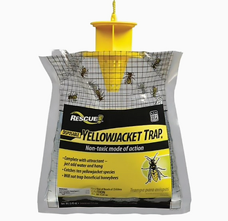 A yellowjacket trap with insects inside.