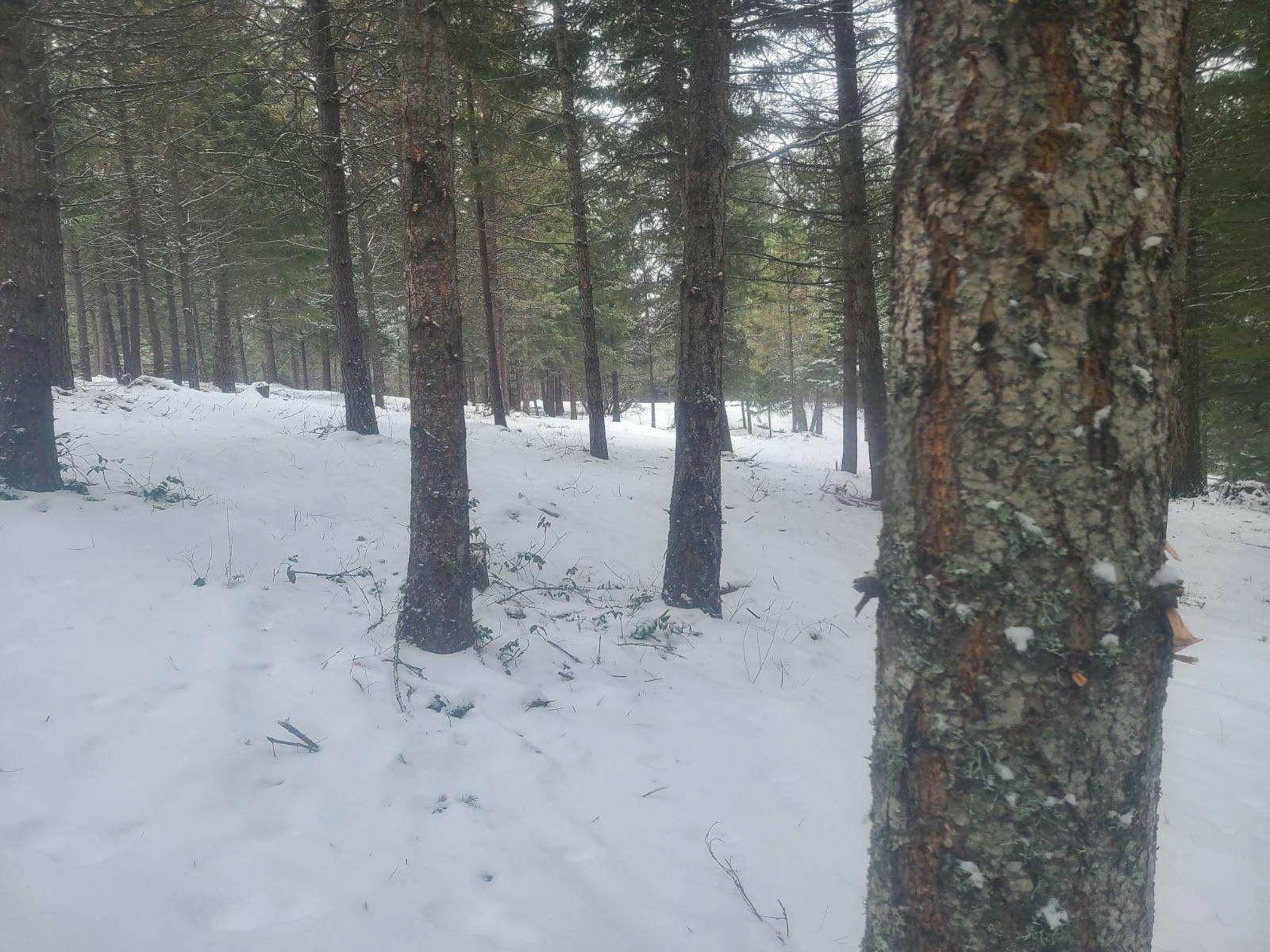 Snow-covered forest with tall trees and light snowflakes.
