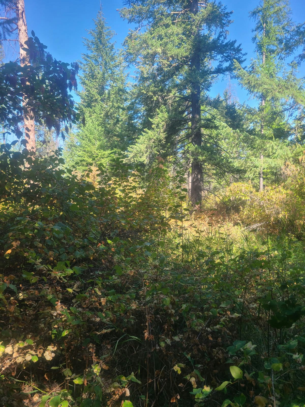 A forest scene with tall evergreen trees, dense foliage, and a clear blue sky.