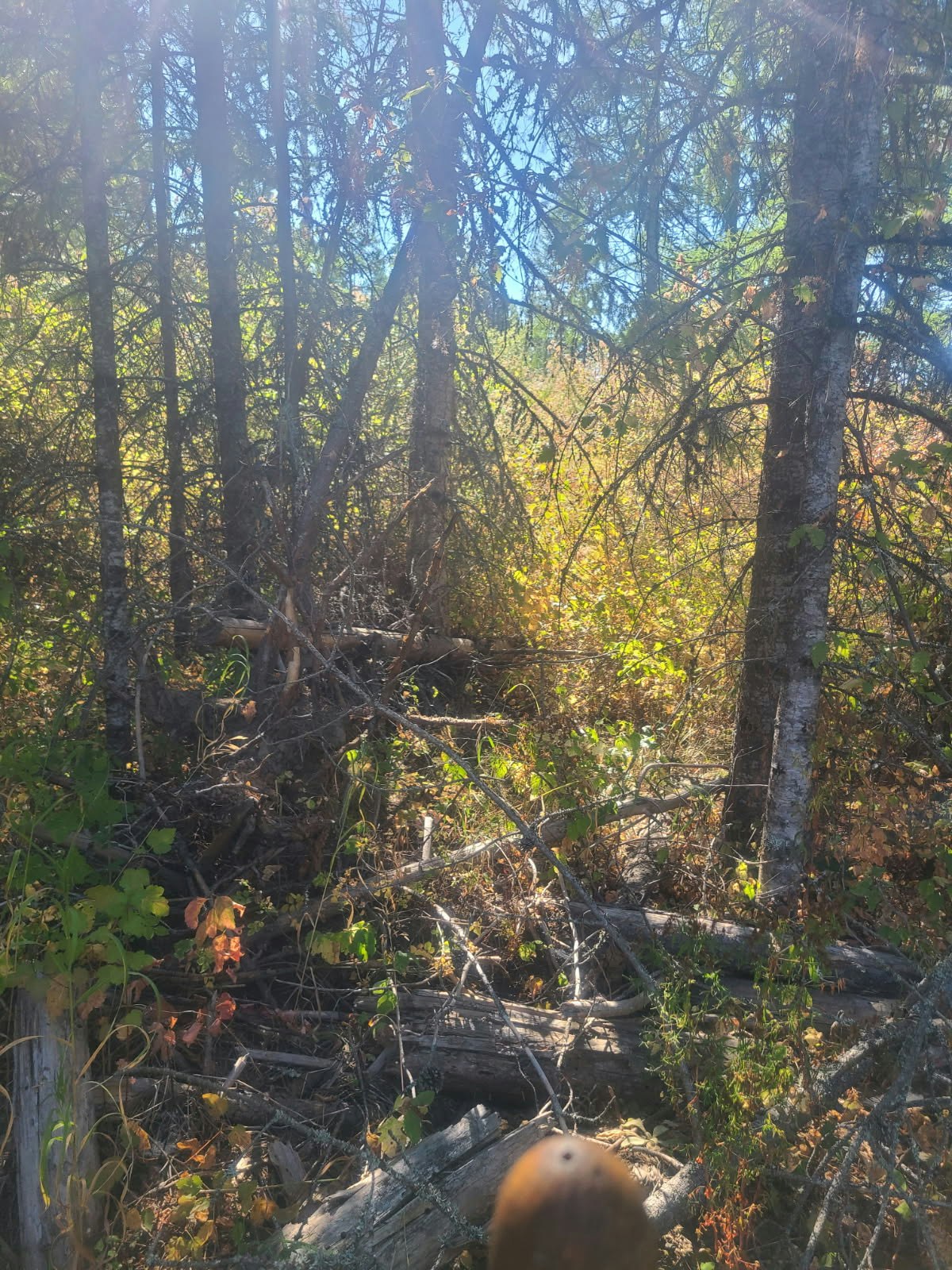 A sunlit forest scene with trees, branches, and undergrowth.