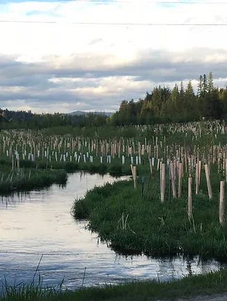 A river surrounded by greenery and numerous tall, thin white tubes, likely tree protectors for saplings, under a cloudy sky.