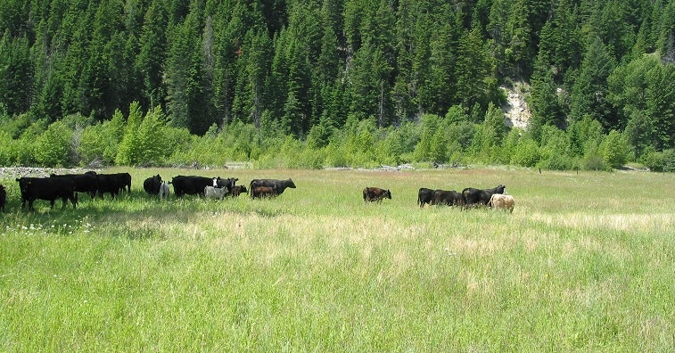 A herd of cows grazing in a green meadow surrounded by trees and hills.