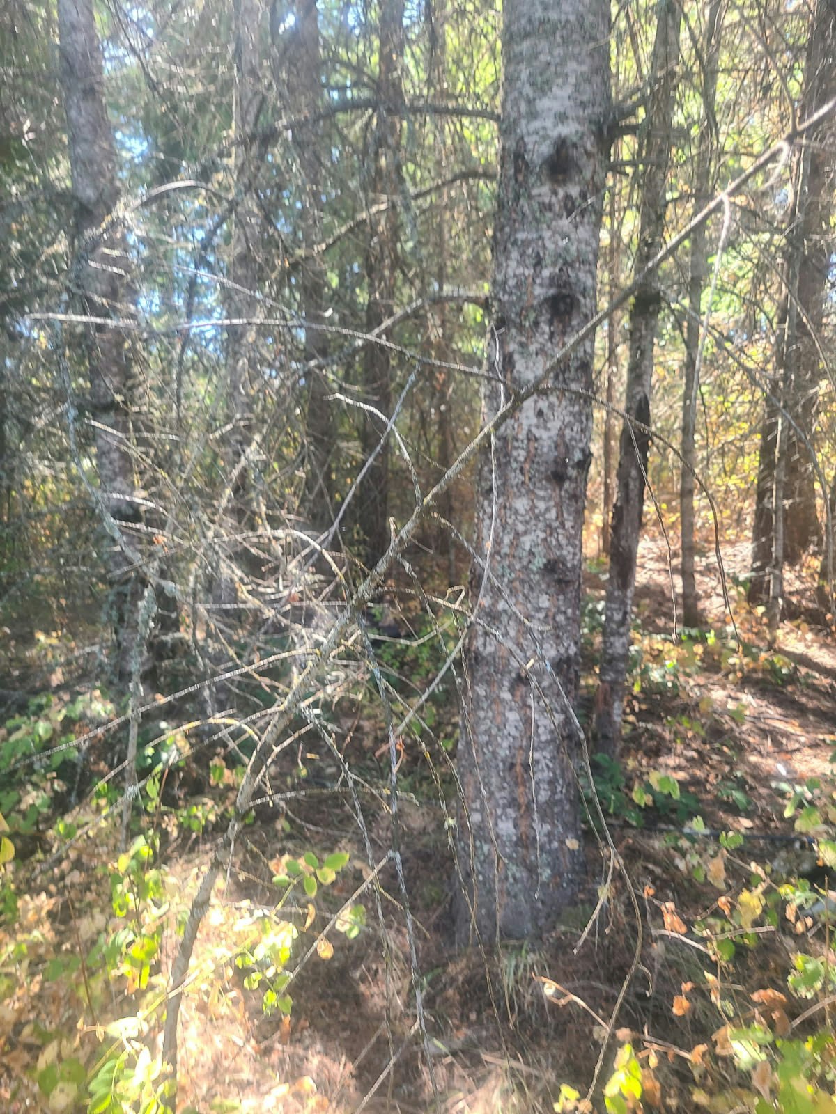 A sunlit forest with tall trees, branches, and green foliage.