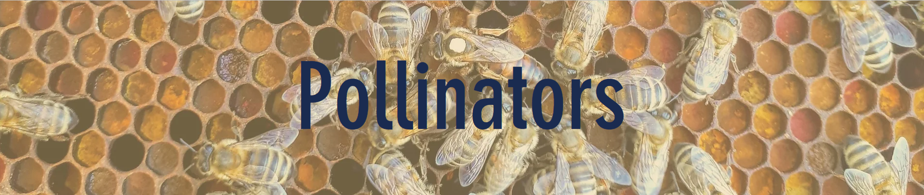 Bees on honeycomb with the word "Pollinators" overlay.