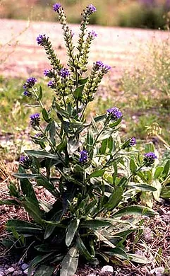 A flowering plant with green leaves and purple blooms in natural habitat.