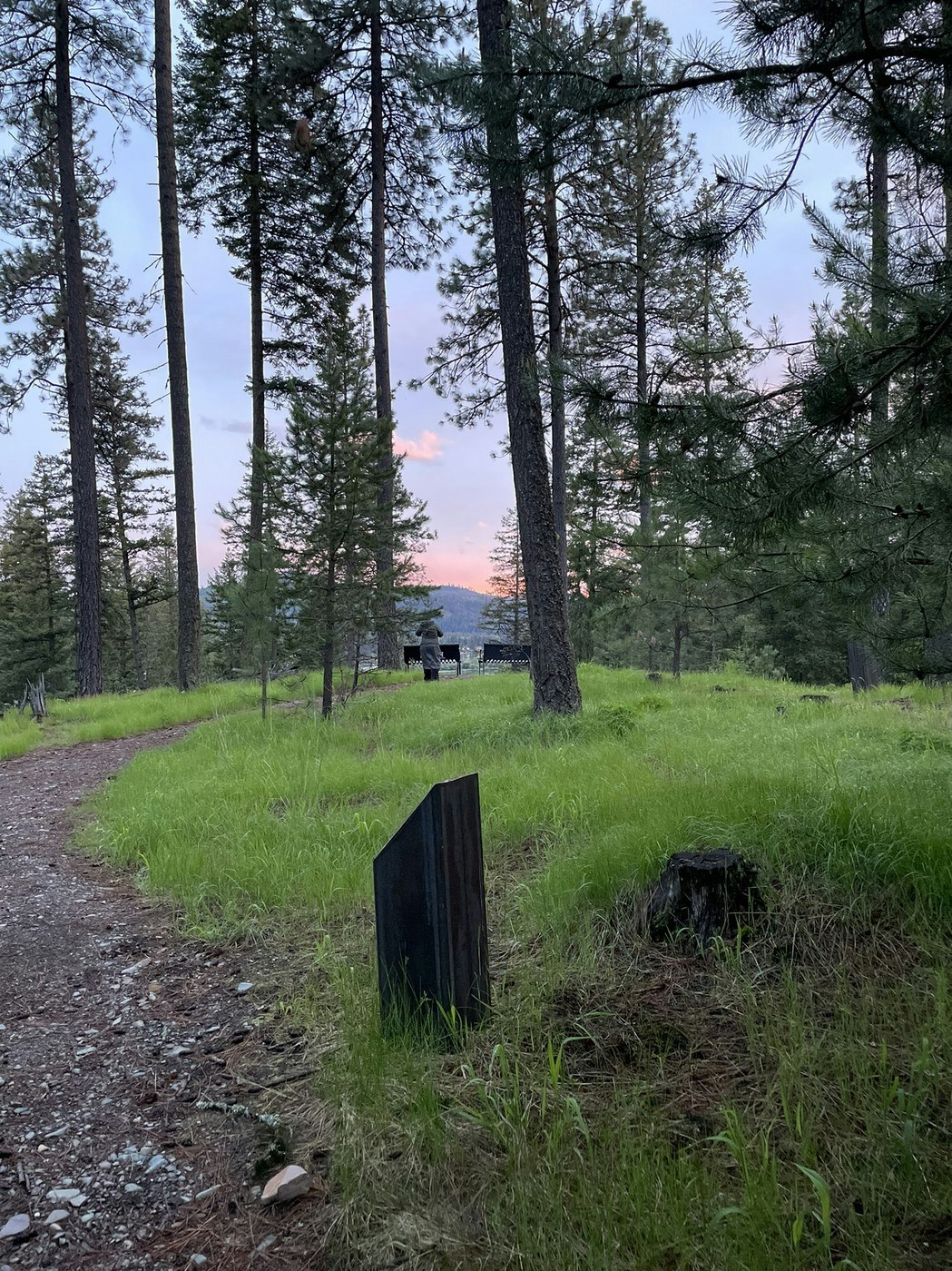 A forest scene with a grassy path, trees, and two bears near a structure.
