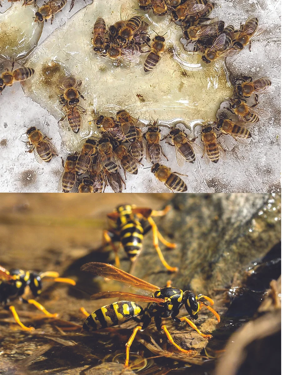 Top: Bees on ice; Bottom: Wasps by water.