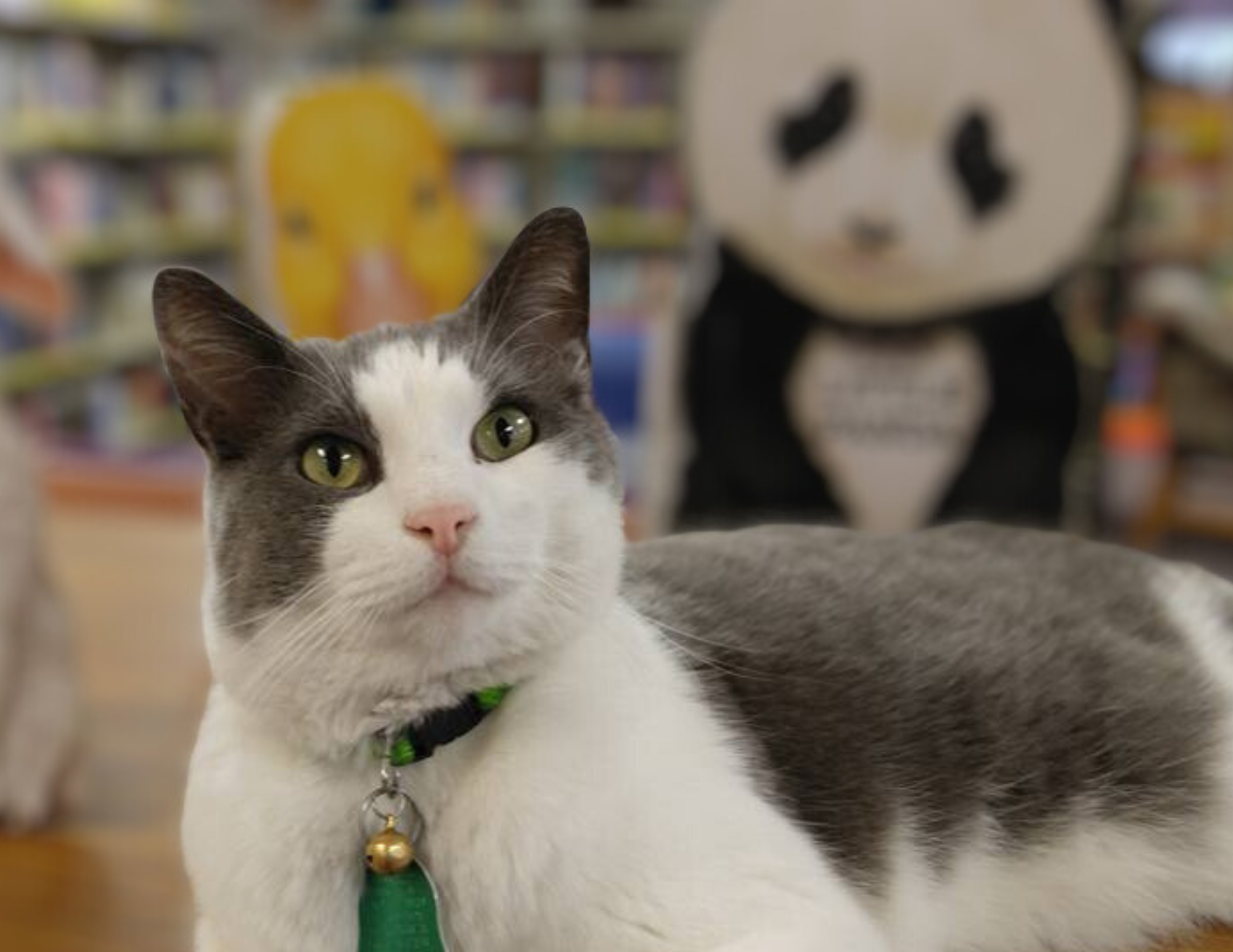 A cat with a collar and bell in focus, with a blurred background of shelves and a panda figure.
