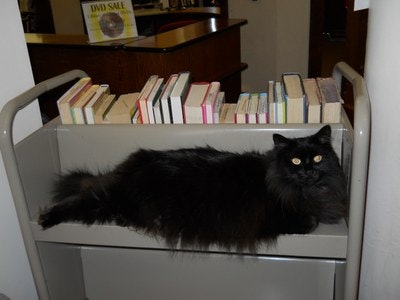 May contain: drawer, furniture, animal, cat, mammal, pet, book, and publication