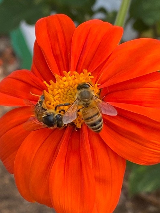 Two bees are collecting pollen from a vibrant orange flower, showcasing nature's interaction between pollinators and plants.