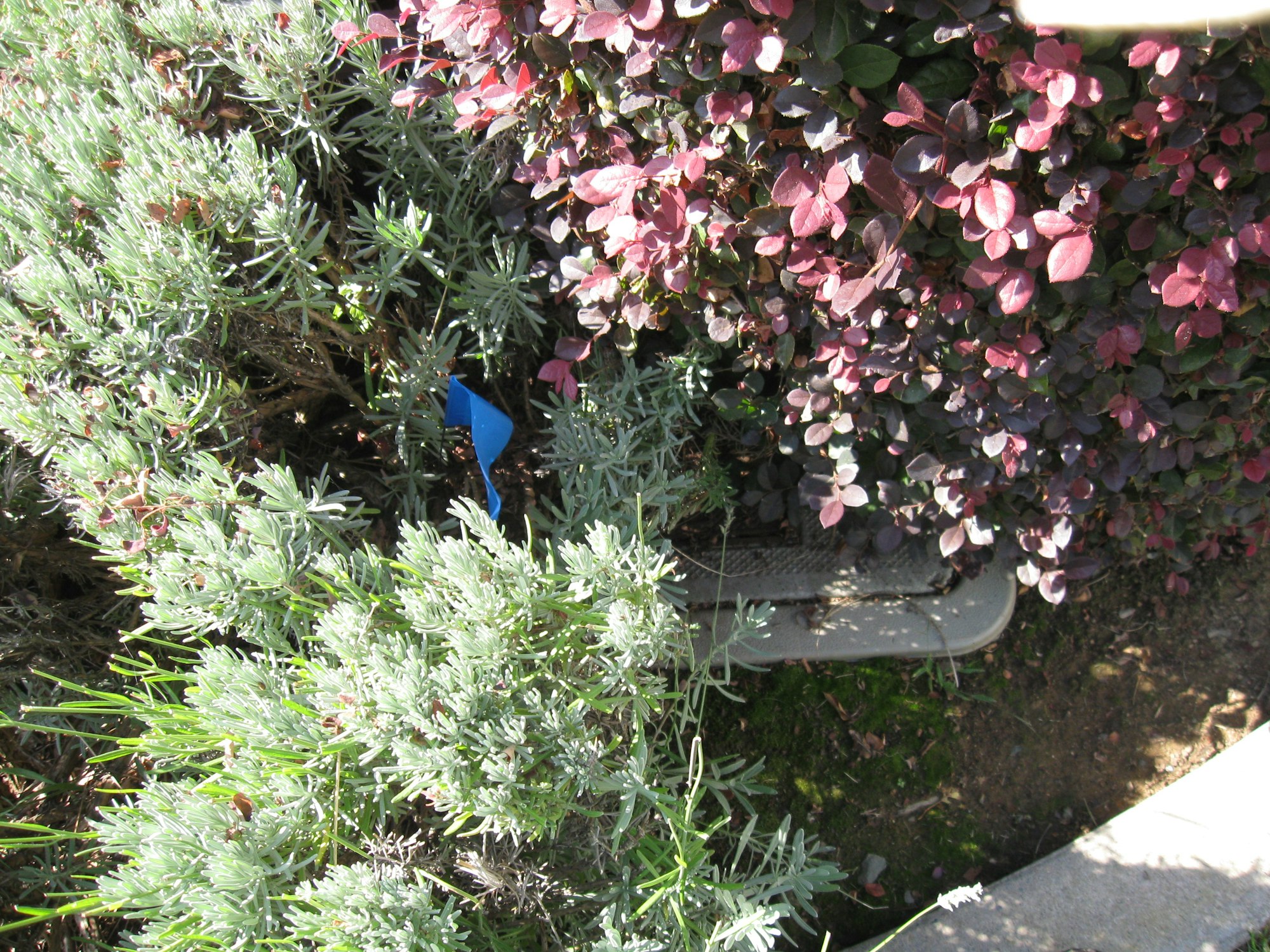 overgrown meter box