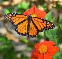 A vibrant orange butterfly rests on a bright red flower, surrounded by greenery.