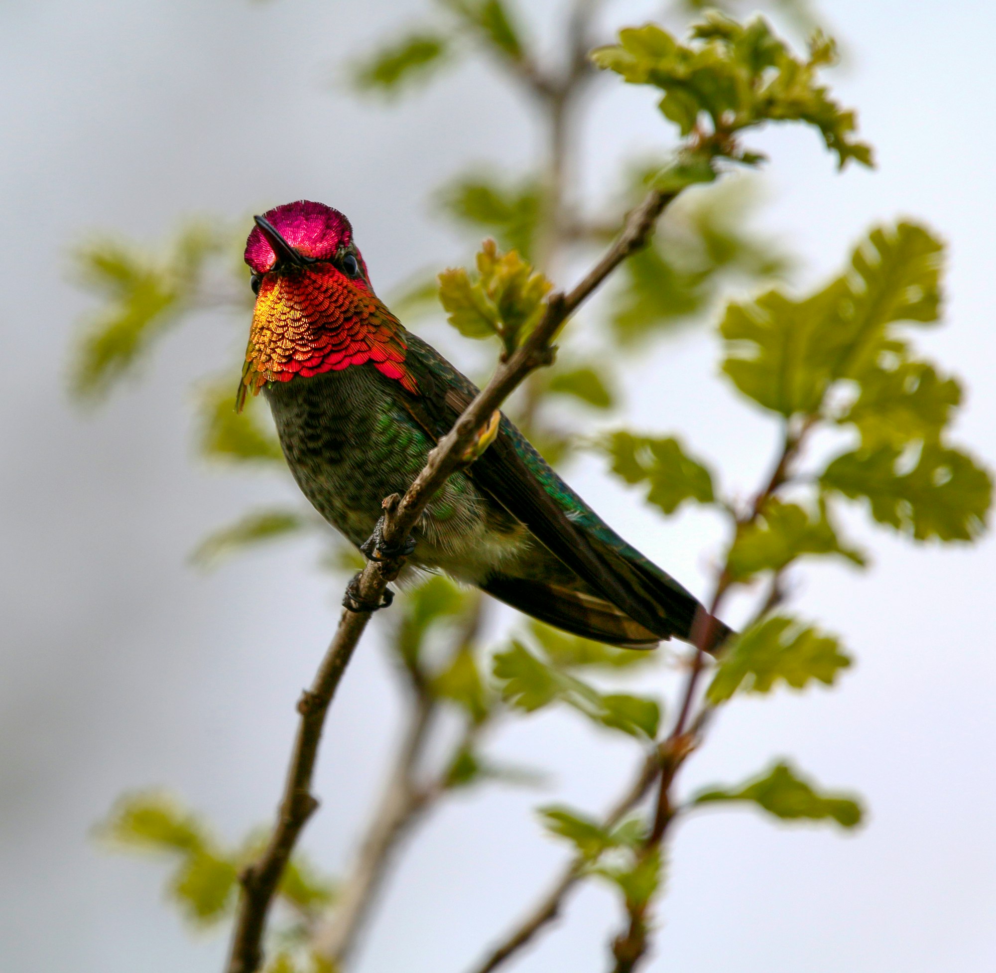 A colorful hummingbird perched on a branch with leaves, showcasing vibrant plumage in shades of green and pink.