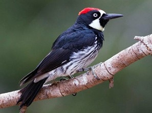 The image shows a black-and-white woodpecker with a red crown, perched on a branch.