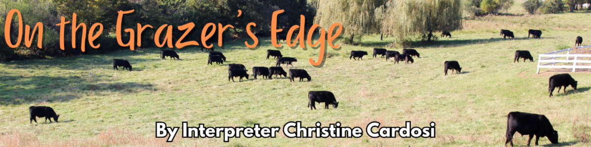 A pasture scene with black cows grazing, featuring a title "On the Grazer's Edge" by Christine Cardosi.