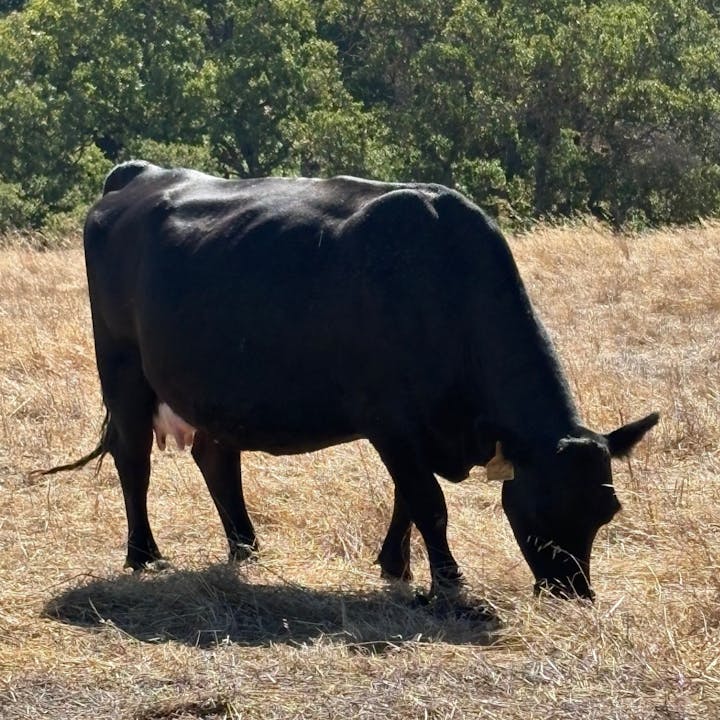 Grazing Cattle at Sycaore Grove Park