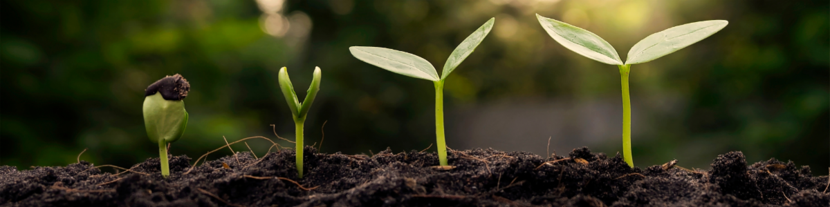 Four stages of plant growth from sprouting seed to young seedling.