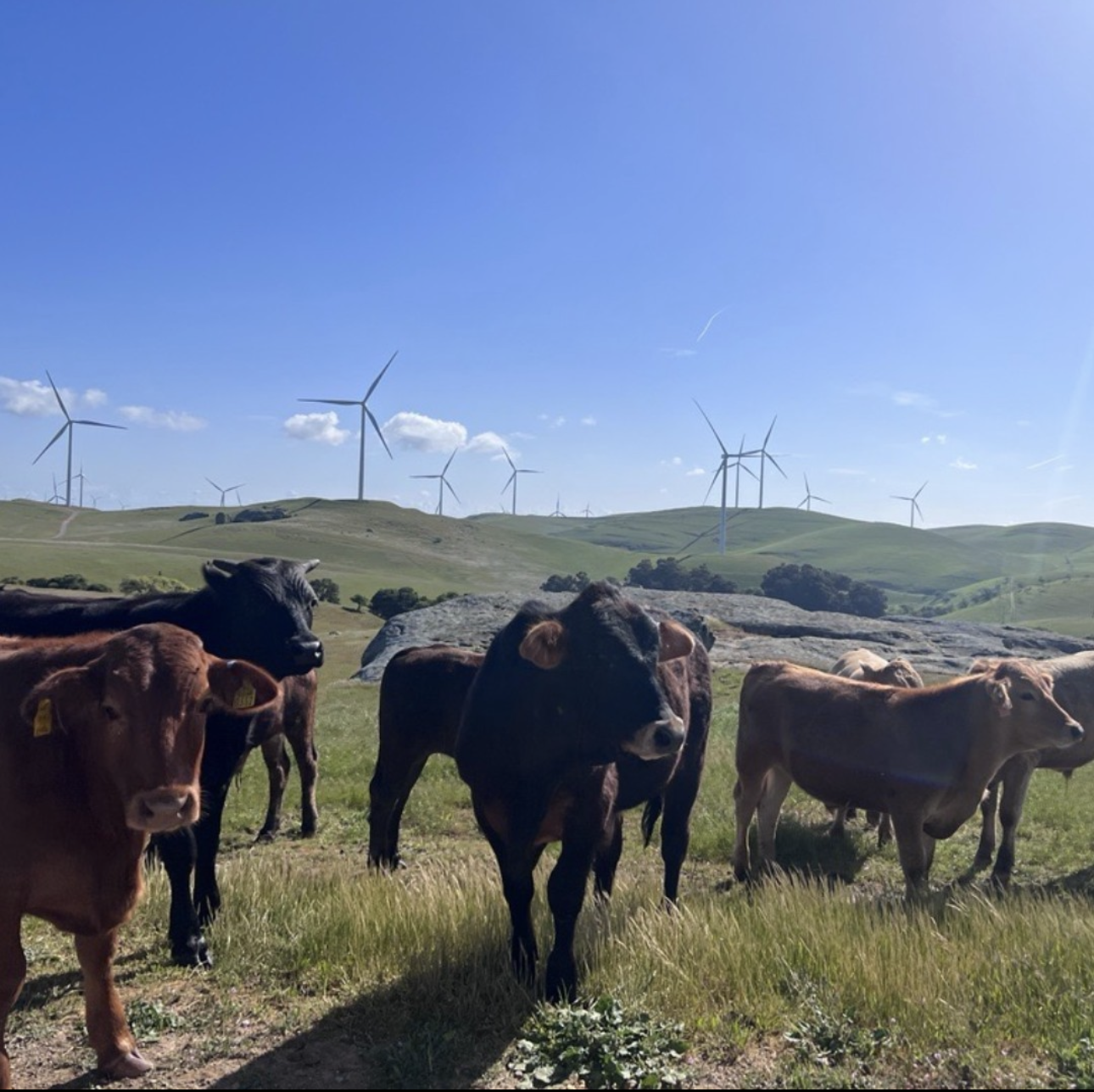 A group of cows stands in a lush green field, with wind turbines visible in the background under a clear blue sky.
